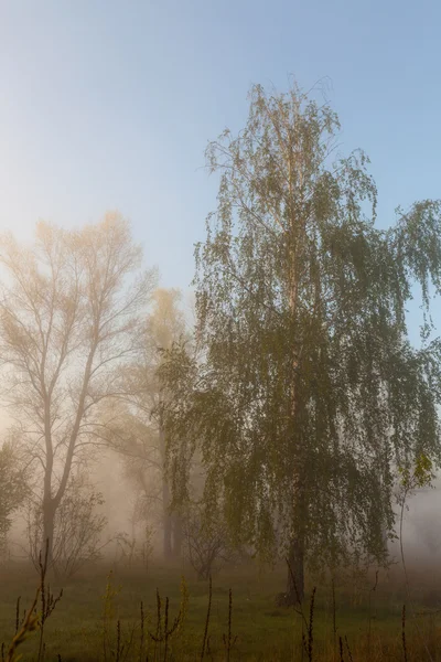 Paisaje brumoso con una silueta de árbol en una niebla al amanecer . — Foto de Stock