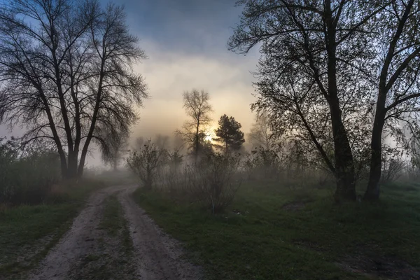 Paisaje brumoso con una silueta de árbol en una niebla al amanecer . — Foto de Stock