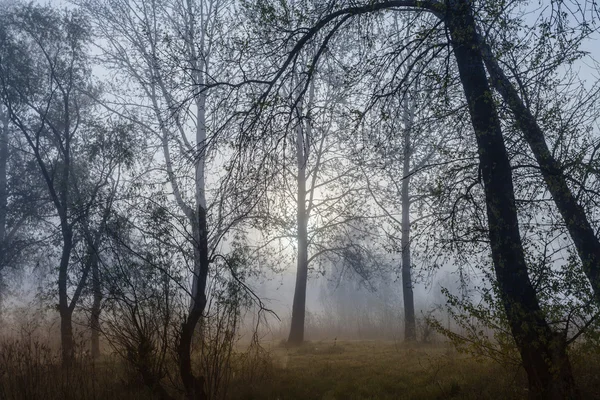 Paisagem nebulosa com uma silhueta de árvore em uma névoa no amanhecer . — Fotografia de Stock