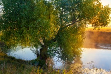 sonbahar manzarası, şafak vakti sis içinde ağaçlar