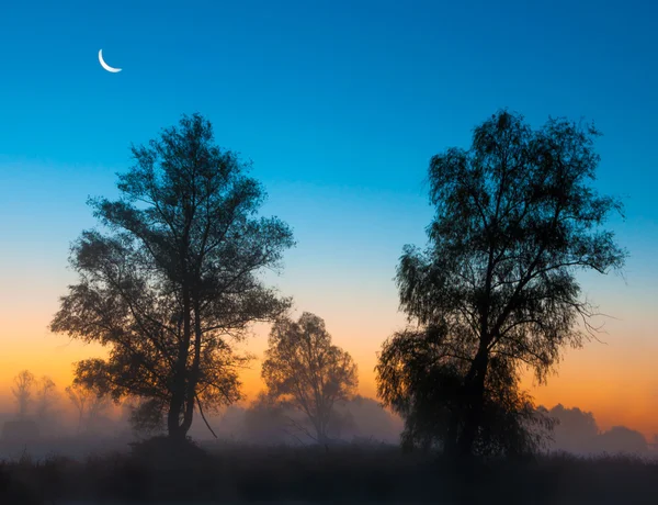 Podzimní krajina, stromy v mlze, za úsvitu — Stock fotografie