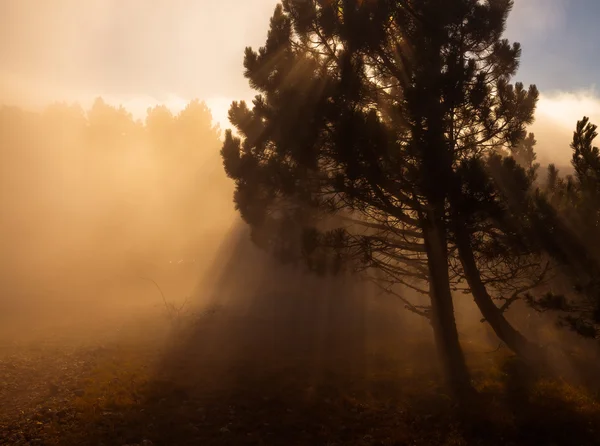 Jesień krajobraz, drzewa we mgle na brzasku ranny — Zdjęcie stockowe