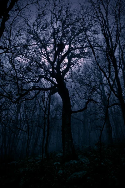 Höstlandskap, träd i dimman i gryningen — Stockfoto