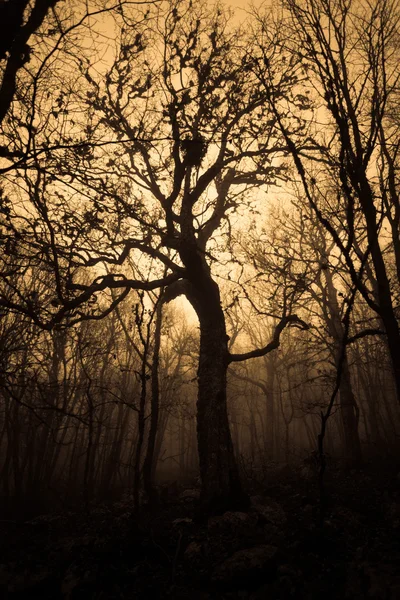 Paesaggio autunnale, alberi nella nebbia all'alba — Foto Stock