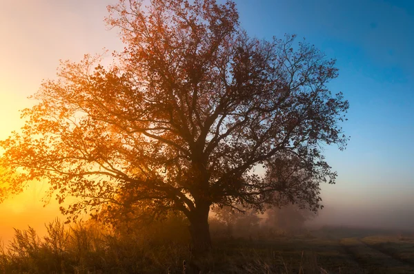 Осінній пейзаж, дерева в тумані на світанку — стокове фото