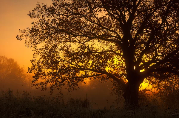 Otoño paisaje, árboles en la niebla al amanecer — Foto de Stock