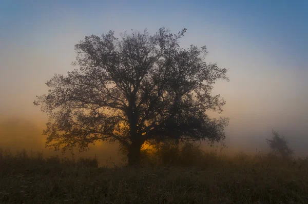 Otoño paisaje, árboles en la niebla al amanecer — Foto de Stock