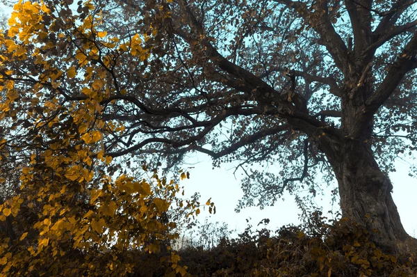 Осенний пейзаж, деревья в тумане на рассвете — стоковое фото