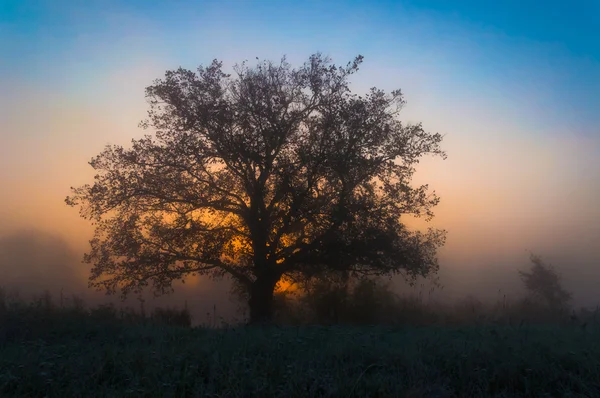 Otoño paisaje, árboles en la niebla al amanecer — Foto de Stock