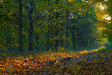 güneşli bir günde ağaçlar sonbahar yatay görüntüleyin