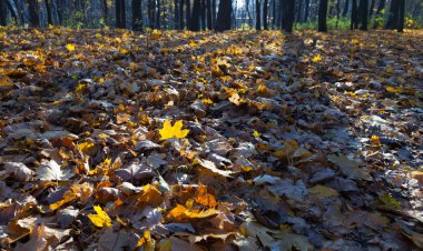 güneşli bir günde ağaçlar sonbahar yatay görüntüleyin