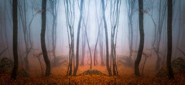 Estrada através da floresta nebulosa — Fotografia de Stock