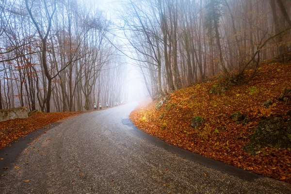 Droga przez las mglisty — Zdjęcie stockowe