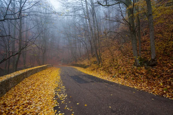 Strada attraverso la foresta nebbiosa — Foto Stock