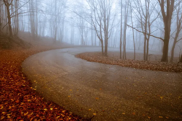透过雾气弥漫的森林路 — 图库照片