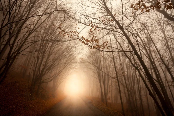 Straße durch nebligen Wald — Stockfoto