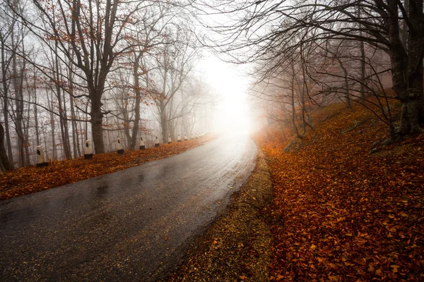 透过雾气弥漫的森林路 — 图库照片