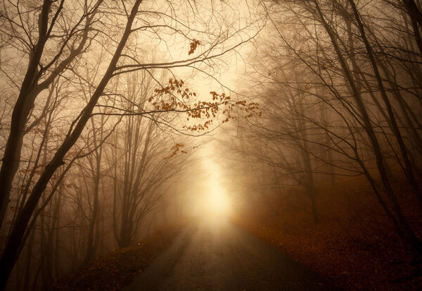 Road through misty forest, mountains, fog morning