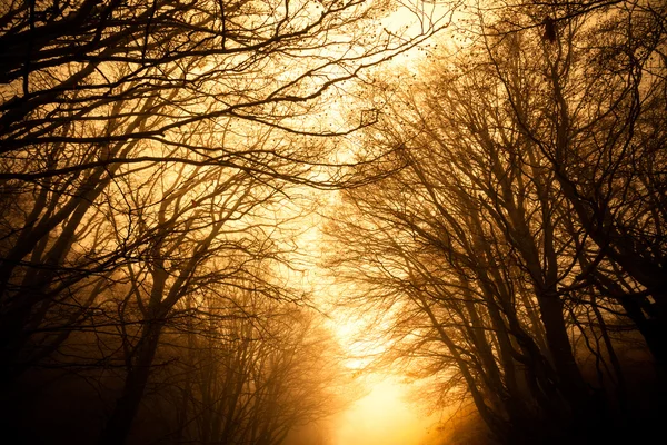 Droga przez las mglisty — Zdjęcie stockowe