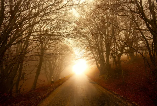 Estrada através da floresta nebulosa — Fotografia de Stock