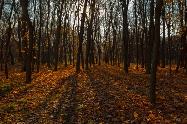 Zobacz na jesień krajobraz drzew w słoneczny dzień — Zdjęcie stockowe
