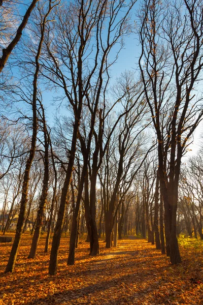 Vista sul paesaggio autunnale degli alberi nella giornata di sole — Foto Stock