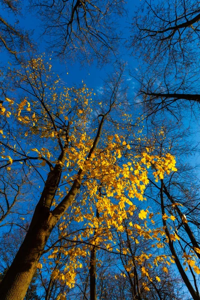 Nézd a fák őszi táj, a napsütésben — Stock Fotó