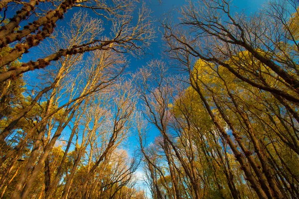 查看树的秋天风景中阳光灿烂的日子 — 图库照片