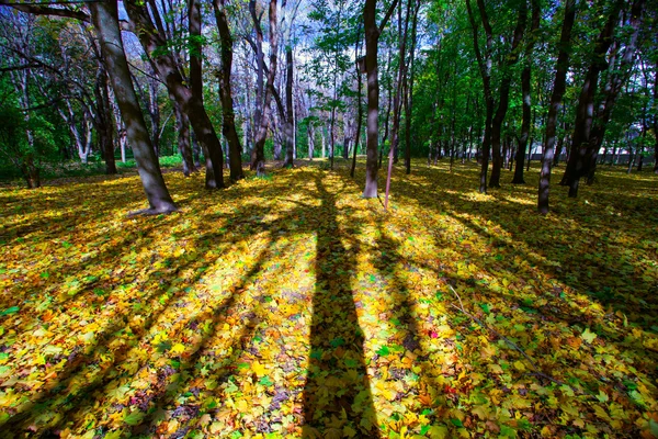 Zobrazit na podzimní krajinu stromů v slunečný den — Stock fotografie