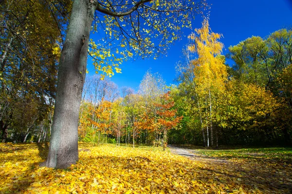 Vista sul paesaggio autunnale degli alberi nella giornata di sole — Foto Stock