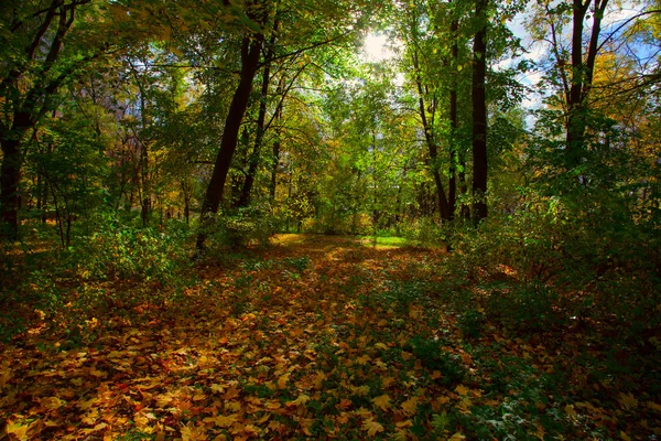 Zobrazit na podzimní krajinu stromů v slunečný den — Stock fotografie