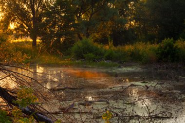 çıplak ağaçlar su yansıması ile göl üzerinde gündoğumu.