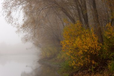 çıplak ağaçlar su yansıması ile göl üzerinde gündoğumu.
