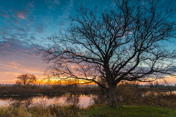 Zonsopgang boven het meer met weerspiegeling van kale bomen in het water. — Stockfoto