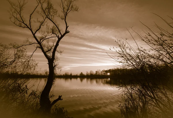 Sonnenaufgang über dem See mit Reflexion kahler Bäume im Wasser. — Stockfoto