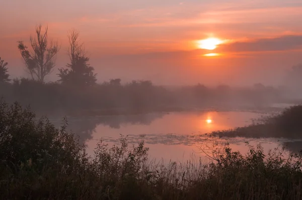 Zonsopgang boven het meer met weerspiegeling van kale bomen in het water. — Stockfoto