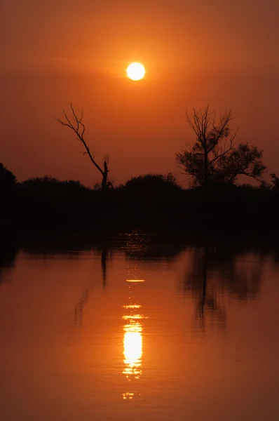 Восход солнца над озером с отражением голых деревьев в воде . — стоковое фото