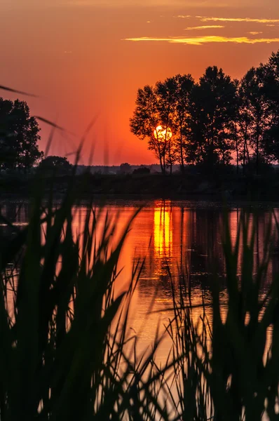 Sonnenaufgang über dem See mit Reflexion kahler Bäume im Wasser. — Stockfoto