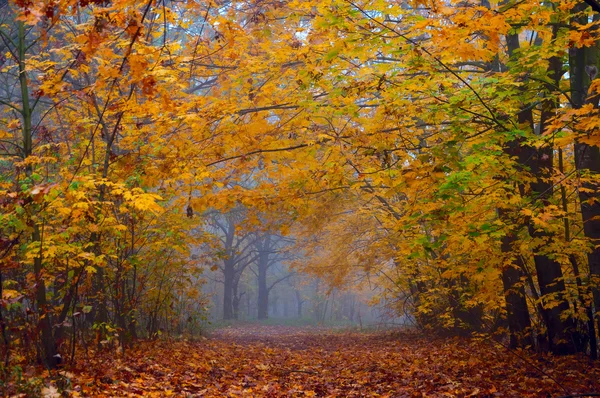 Paesaggio di alba del mattino — Foto Stock