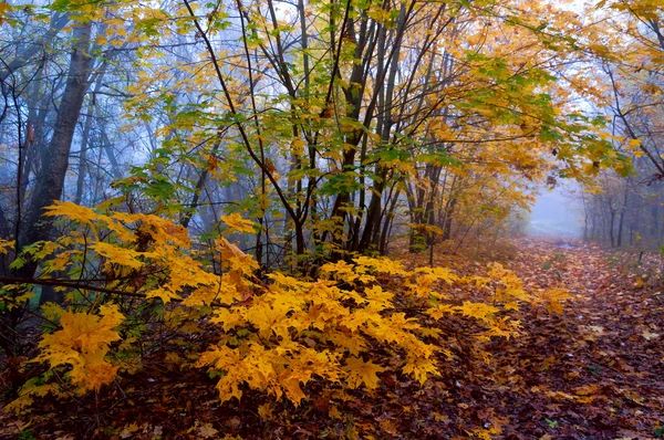 Paesaggio di alba del mattino — Foto Stock