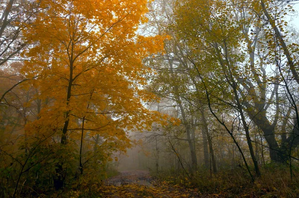 Landschaft des morgendlichen Sonnenaufgangs — Stockfoto