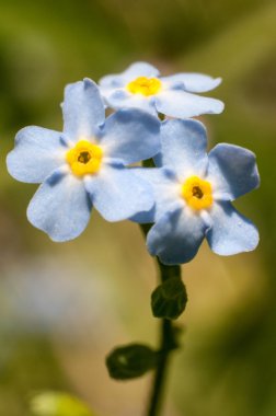 sabah gündoğumu peyzaj