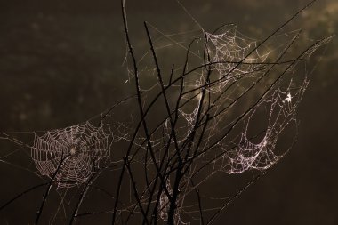 sabah gündoğumu peyzaj