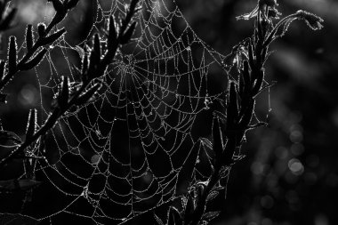 sabah gündoğumu peyzaj