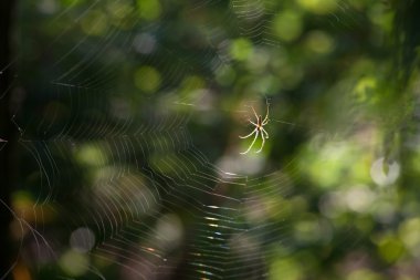 sabah gündoğumu peyzaj
