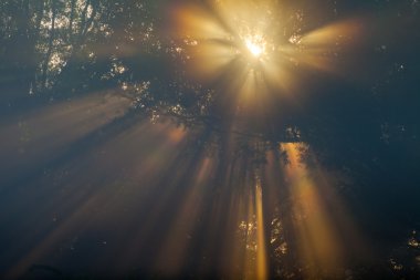 ayrıntılı ağaç ve yeşillik güneş ışınları