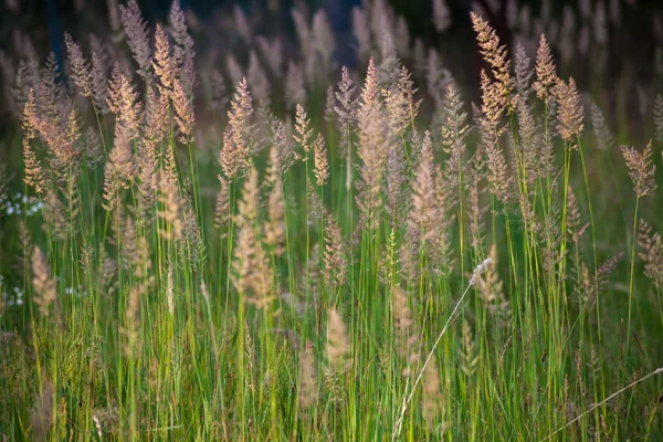 Varm sommardag — Stockfoto