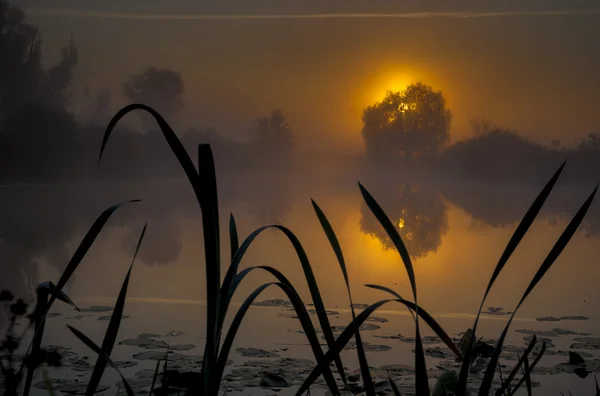 Lever de soleil incroyablement beau sur le lac, brumeux — Photo