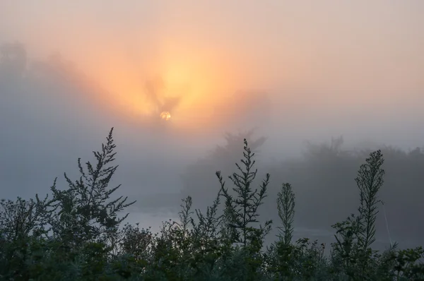 Rayos de sol a través de árboles y verdes — Foto de Stock