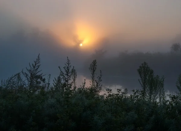 Rayos de sol a través de árboles y verdes — Foto de Stock